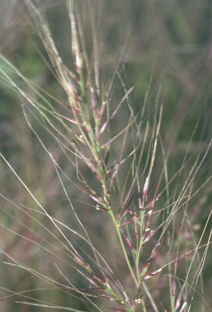  Muhlenbergia microsperma