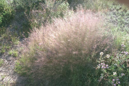  Muhlenbergia microsperma