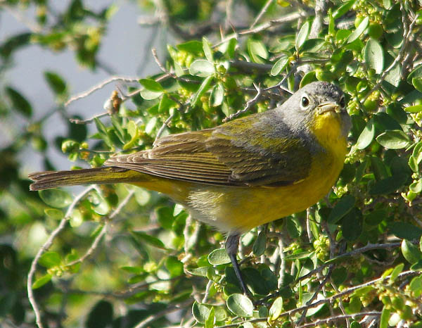  Nashville warbler (female)