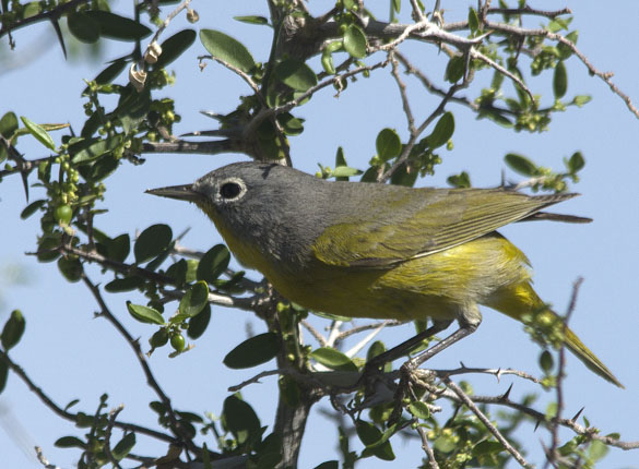  Nashville warbler (male)