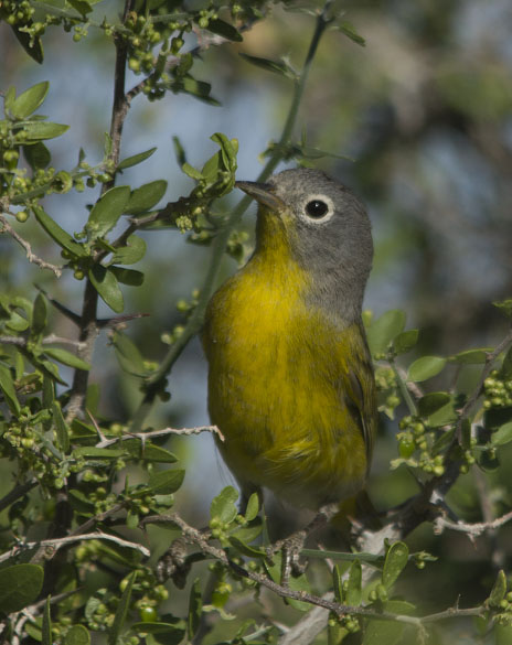  Nashville warbler (male)