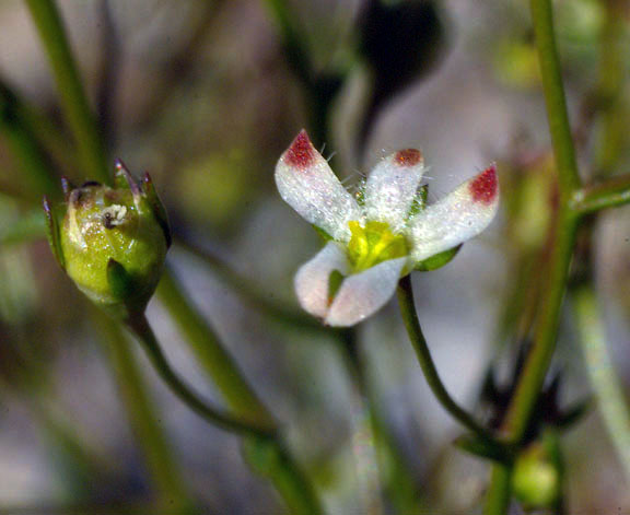  Nemacladus orientalis 