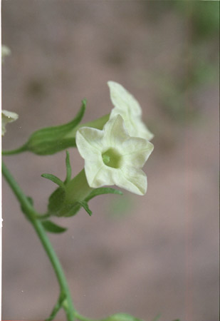  Nicotiana clevelandii