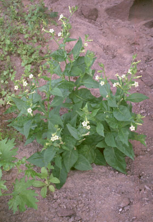  Nicotiana clevelandii