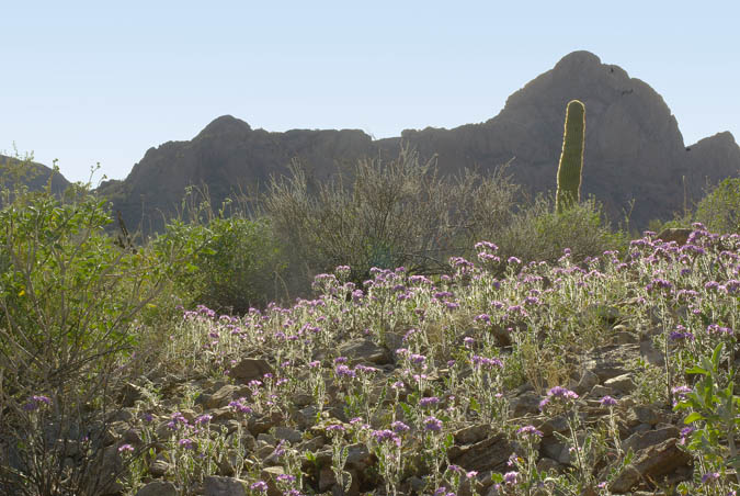 North Ajo Peak with phacelia in foreground