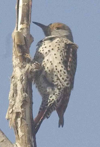  Northern flicker (red-shafted) (female)