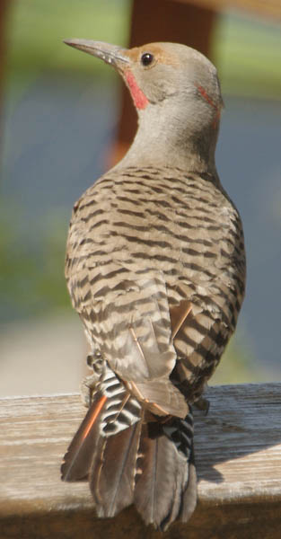  Northern flicker (red-shafted) (male)