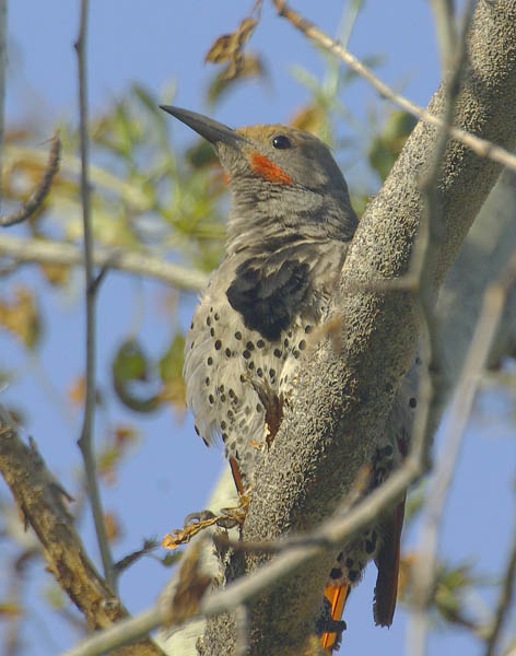  Northern flicker (red-shafted) (male)