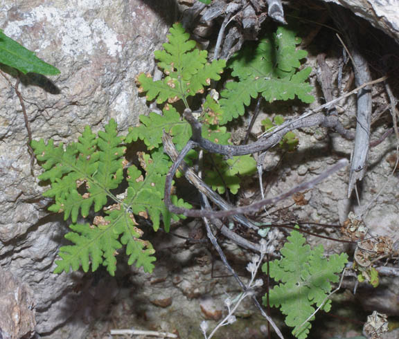  Notholaena californica D.C.Eaton ssp.californica