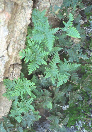  Notholaena standleyi Maxon