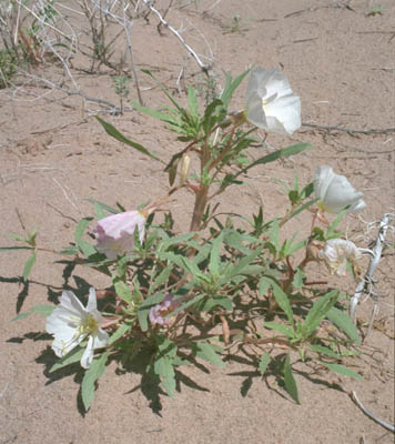  Oenothera deltoides Torrey & Fremont subsp. deltoides 