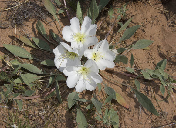  Oenothera deltoides Torrey & Fremont subsp. deltoides 