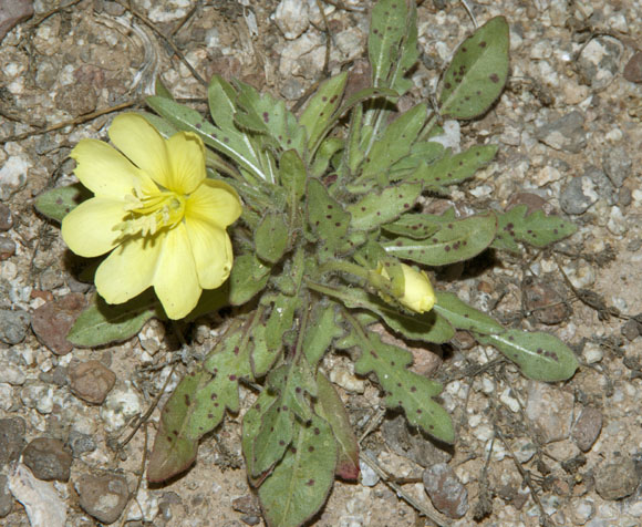  Oenothera primiveris