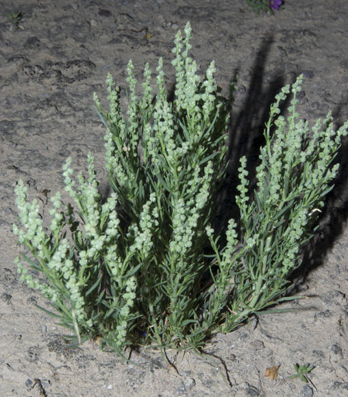  Oligomeris linifolia