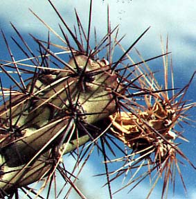  Cylindropuntia acanthocarpa