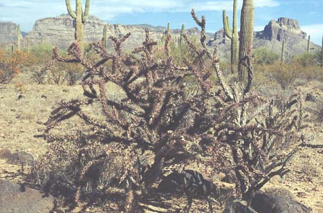  Cylindropuntia acanthocarpa