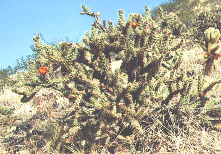  Cylindropuntia acanthocarpa