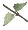 leaf