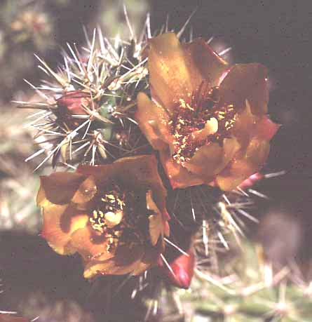  Cylindropuntia acanthocarpa