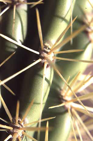  Cylindropuntia acanthocarpa