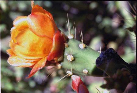  Cylindropuntia arbuscula