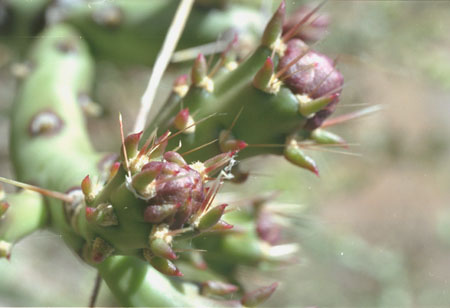  Cylindropuntia arbuscula