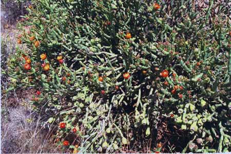  Cylindropuntia arbuscula