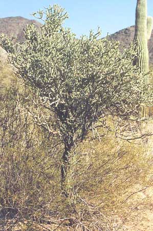  Cylindropuntia arbuscula