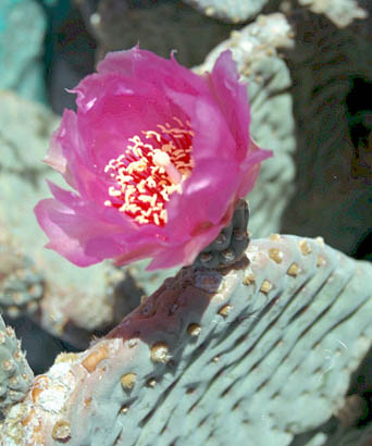  Opuntia basilaris v.basilaris