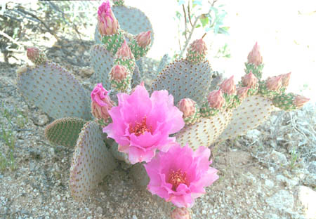  Opuntia basilaris v.basilaris