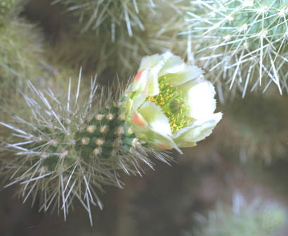  Cylindropuntia bigelovii