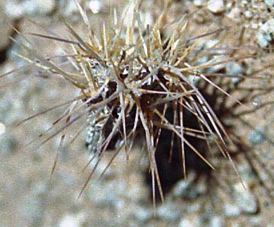  Cylindropuntia echinocarpa