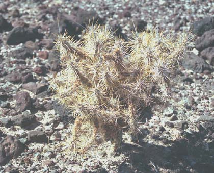  Cylindropuntia echinocarpa