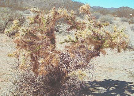  Cylindropuntia echinocarpa