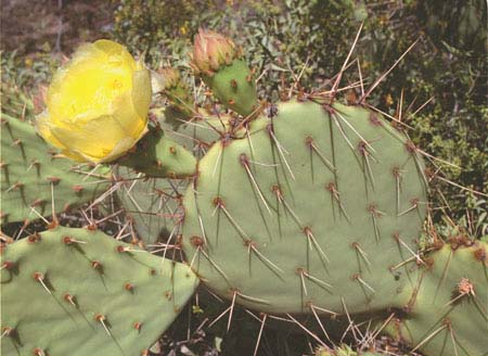  Opuntia engelmannii var. engelmannii