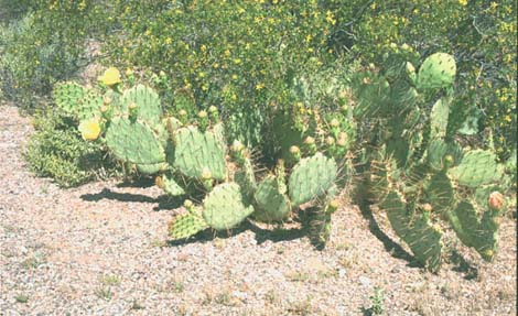  Opuntia engelmannii var. engelmannii