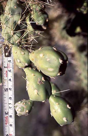  Cylindropuntia fulgida var. fulgida