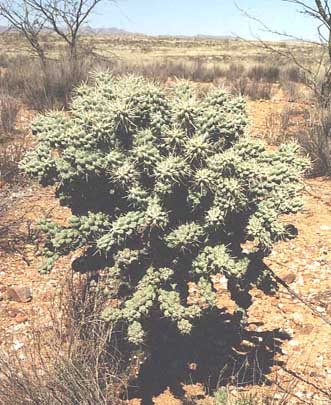  Cylindropuntia fulgida var. mammillata