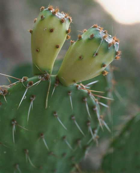  Opuntia chlorotica