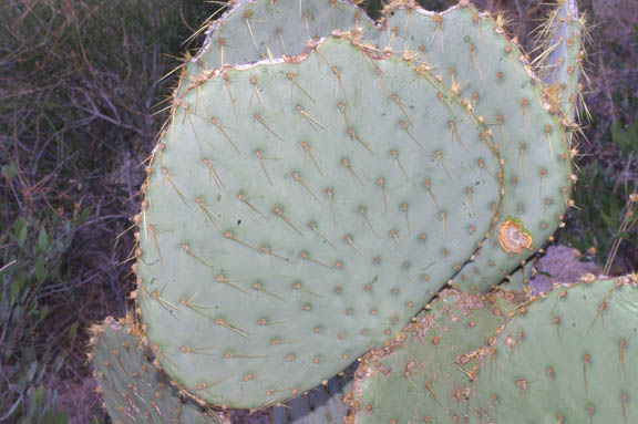  Opuntia chlorotica