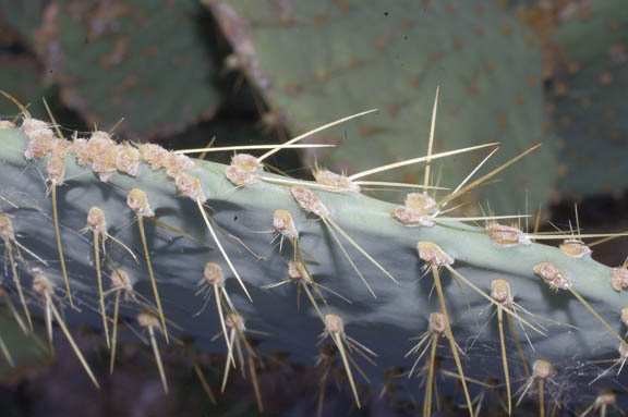  Opuntia chlorotica