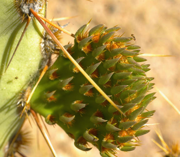  Opuntia engelmannii var. engelmannii