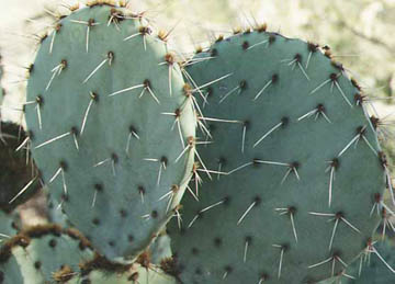  Opuntia engelmannii var.flavispina