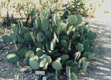  Opuntia engelmannii var.flavispina