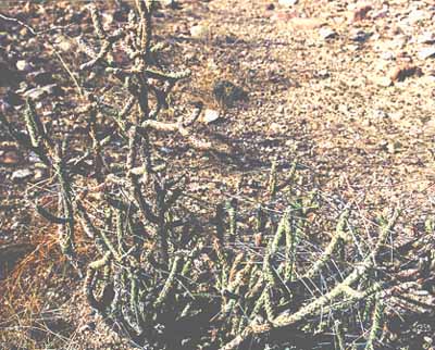  Cylindropuntia ramosissima