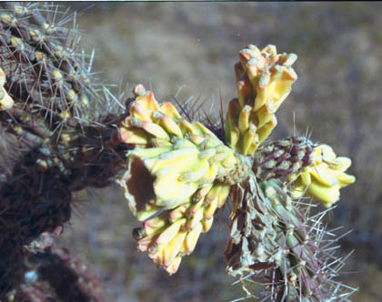  Cylindropuntia spinosior