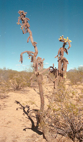  Cylindropuntia spinosior