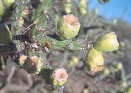  Cylindropuntia versicolor