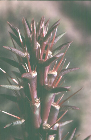  Cylindropuntia versicolor