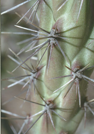  Cylindropuntia versicolor